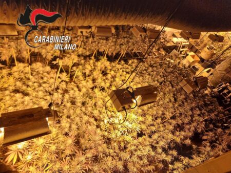 Carabinieri scovano capannone con 1200 piante di marijuana