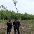Taglia alberi per fare un orto: multa da 28mila euro