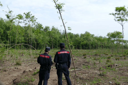 Taglia alberi per fare un orto: multa da 28mila euro