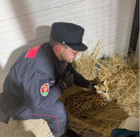 Pericoloso esemplare di gattopardo avvistato e catturato nel milanese