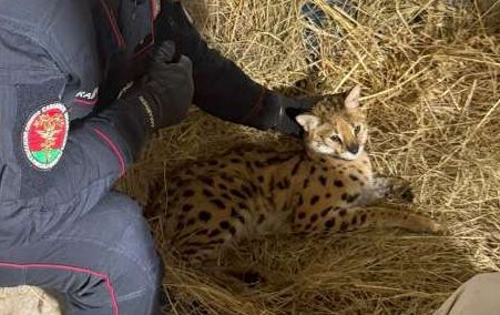 Pericoloso esemplare di gattopardo avvistato e catturato nel milanese