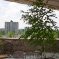 Milano, al Museo di Storia Naturale la mostra ‘Chernobyl 1986’