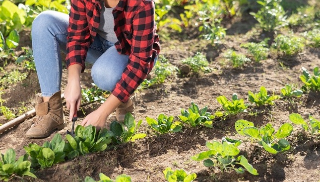 Lombardia, quasi 4 milioni per i giovani agricoltori